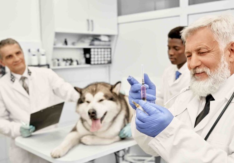 Rabies vaccine for travellers